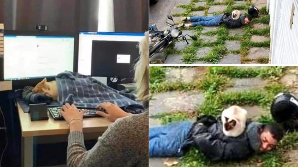 Kočky na podivných místech